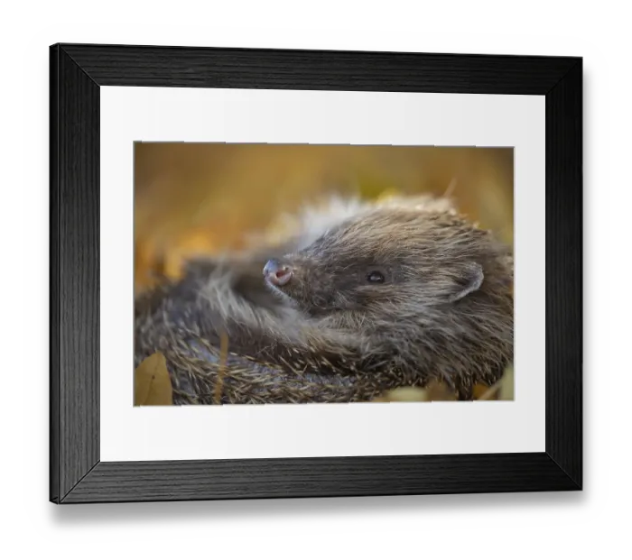 Framed Print : European hedgehog (Erinaceus europaeus)