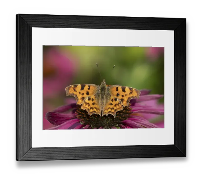 Framed Print : Comma butterfly (Polygonia c-album) adult insect feeding on a garden Cone flower (Echinacea) flower in summer Framed Print : Comma butterfly (Polygonia c-album) adult insect feeding on a garden Cone flower (Echinacea) flower in summer