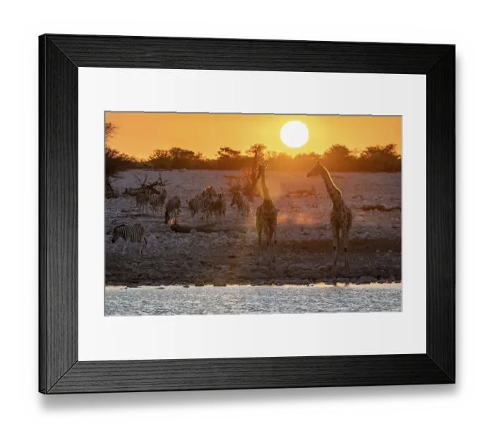 Framed Print : Angolan giraffes (Giraffa giraffa angolensis) and plains zebras (Equus quagga) Framed Print : Angolan giraffes (Giraffa giraffa angolensis) and plains zebras (Equus quagga)