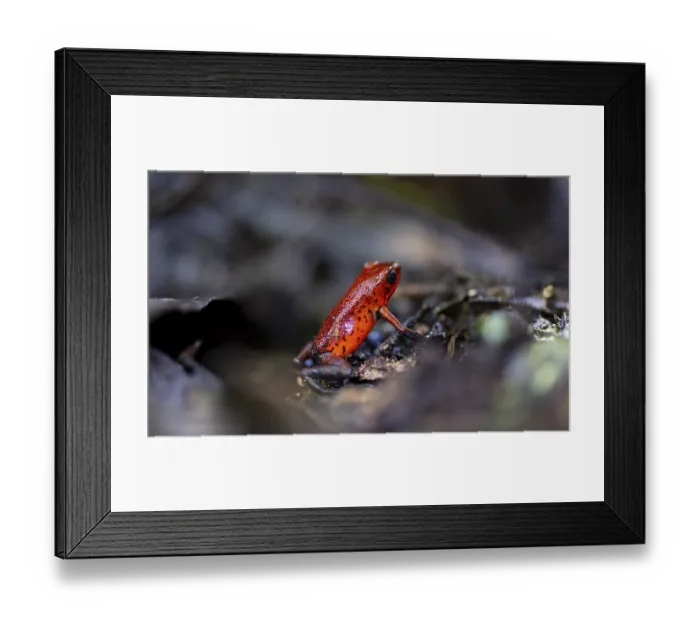Framed Print : Strawberry poison-dart frog (Dendrobates pumilio)