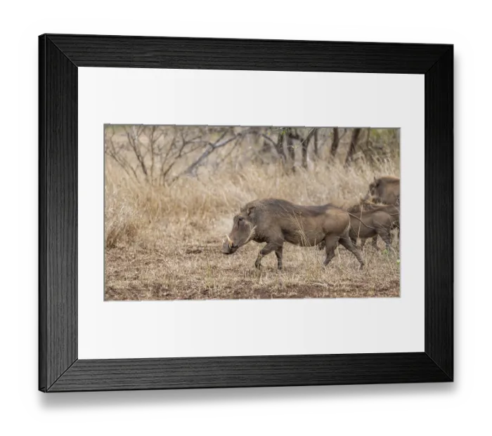 Framed Print : Common warthog (Phacochoerus africanus)