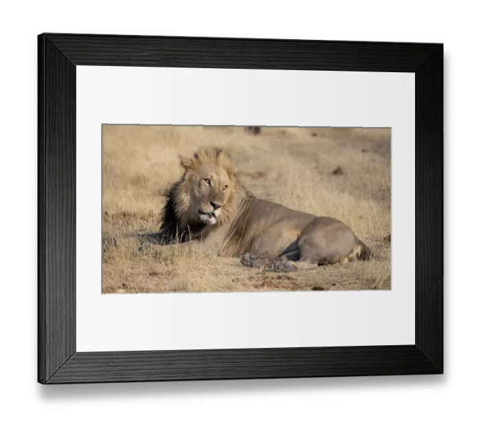 Framed Print : Lion (Panthera leo), adult male