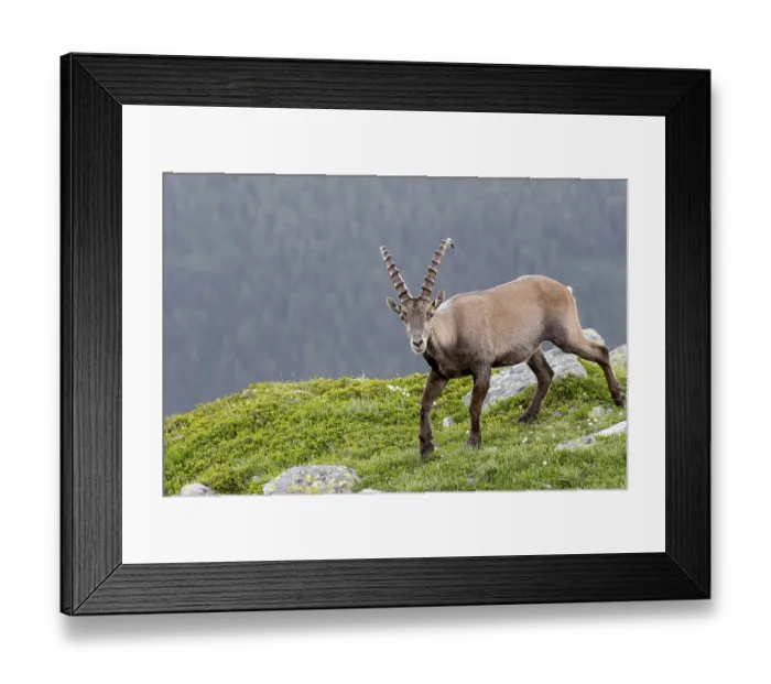 Framed Print : Alpine ibex (Capra ibex), adult male