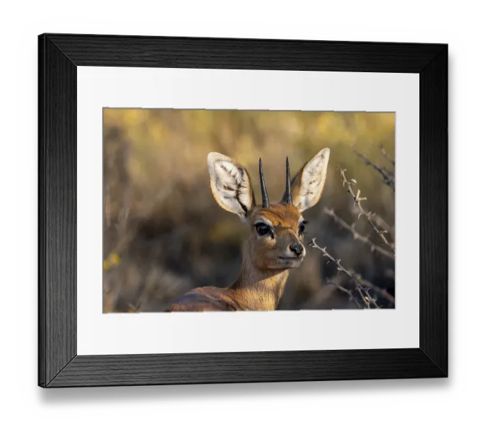 Framed Print : Steenbok (Raphicerus campestris) Framed Print : Steenbok (Raphicerus campestris)