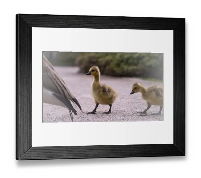 Framed Print : Canada goose chicks (Branta canadensis) two running over a gravel path Framed Print : Canada goose chicks (Branta canadensis) two running over a gravel path