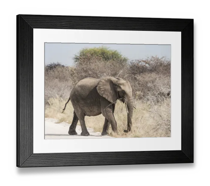 Framed Print : Young African Bush Elephant (Loxodonta africana) walking across a road Framed Print : Young African Bush Elephant (Loxodonta africana) walking across a road