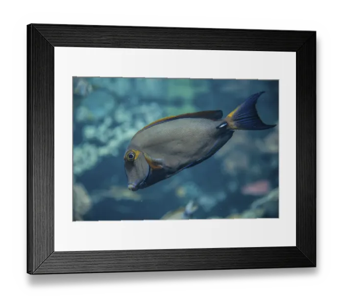 Framed Print : Eyestripe Surgeonfish (Acanthurus dussumieri) Framed Print : Eyestripe Surgeonfish (Acanthurus dussumieri)
