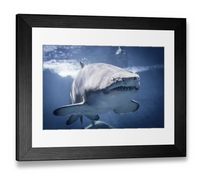 Framed Print : Sandtiger (Carcharias taurus), Aquarium