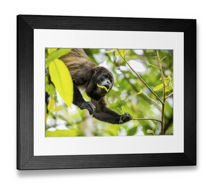 Framed Print : Howler monkey (Alouatta palliata) eating leaves in a tree