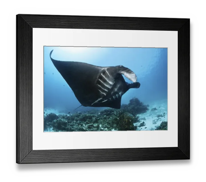 Framed Print : Pelagic manta ray (Manta birostris)