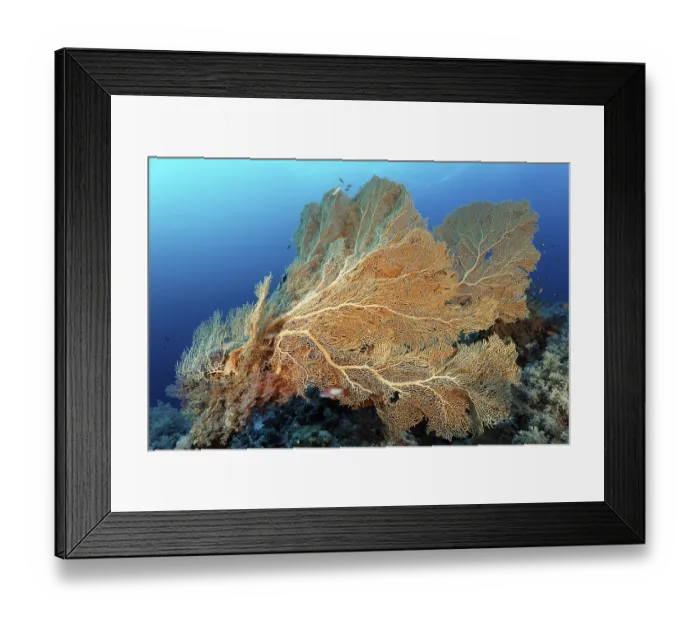 Framed Print : Gorgonian fans (Annella mollis) on coral reef wall