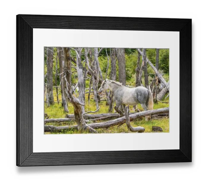 Framed Print : Horse, grey, grazing between dead trees