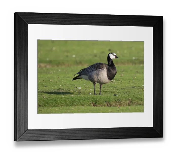 Framed Print : Barnacle goose or barnacle goose (Branta leucopsis)