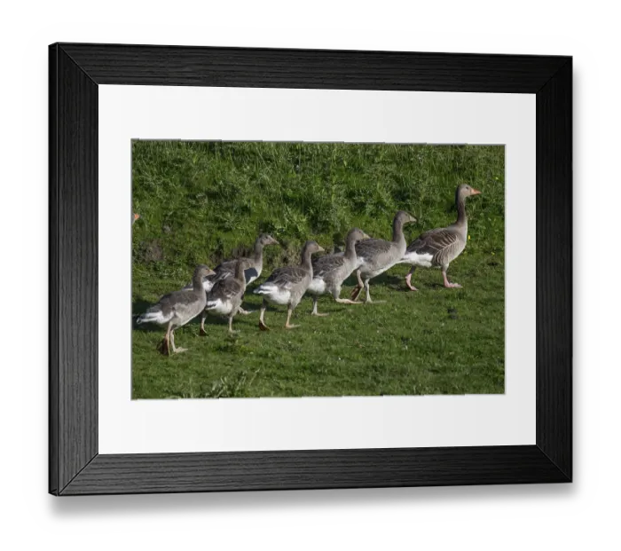 Framed Print : Greylag goose with young birds (Anser anser)