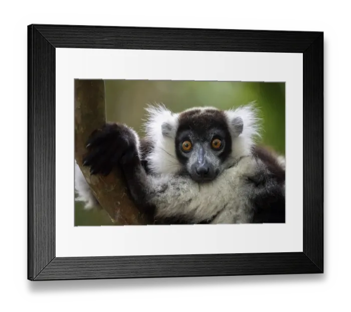 Framed Print : Black-and-white ruffed lemur (Varecia variegata)