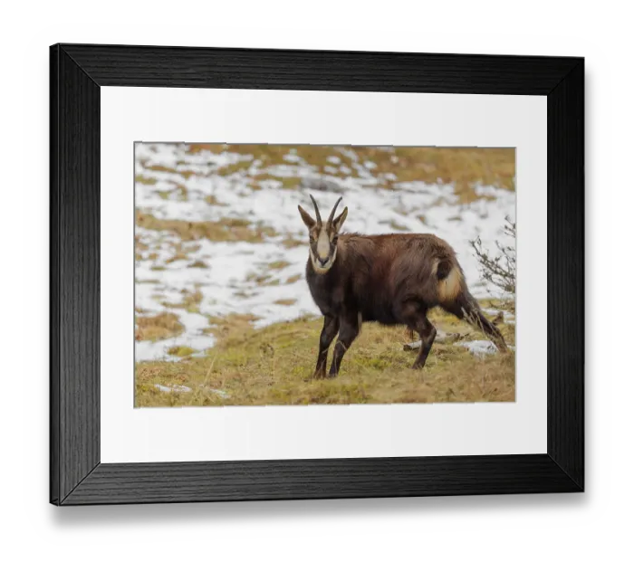 Framed Print : An adult male chamois (Rupicapra rupicapra)