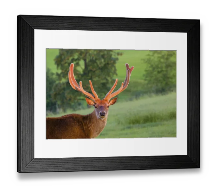 Framed Print : Portrait of an Altai maral stag Framed Print : Portrait of an Altai maral stag