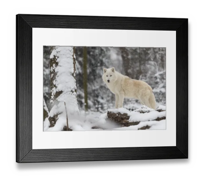 Framed Print : Melville Island wolf (Arctic wolf) standing in snow covered forest