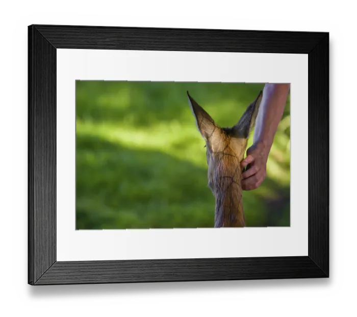 Framed Print : A hand-raised female roe deer (Capreolus capreolus) lets a human cuddle her