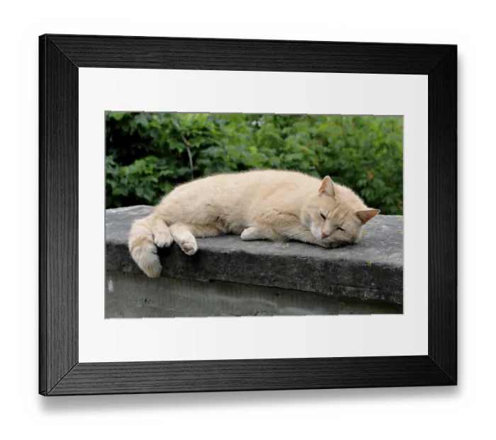 Framed Print : Domestic cat (Felis silvestris f) Framed Print : Domestic cat (Felis silvestris f)