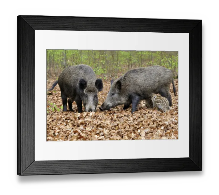 Framed Print : Wild boar (Sus scrofa), wild sows foraging with boar piglet