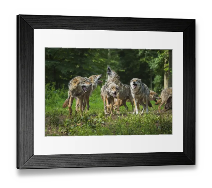 Framed Print : Wolf (Canis lupus), pack of wolves howling Framed Print : Wolf (Canis lupus), pack of wolves howling