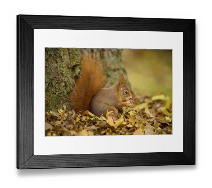 Framed Print : Eurasian squirrel (Sciurus vulgaris) Framed Print : Eurasian squirrel (Sciurus vulgaris)