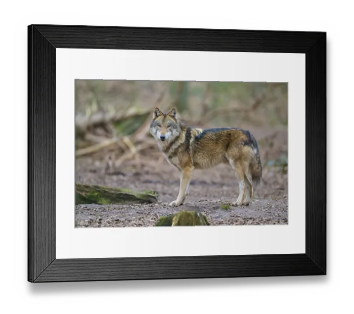 Framed Print : Wolf (Canis lupus), a single wolf looks into the camera in the forest