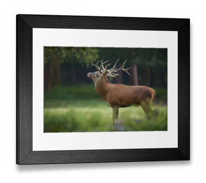 Framed Print : Red deer (Cervus elaphus), with large antlers in a natural environment
