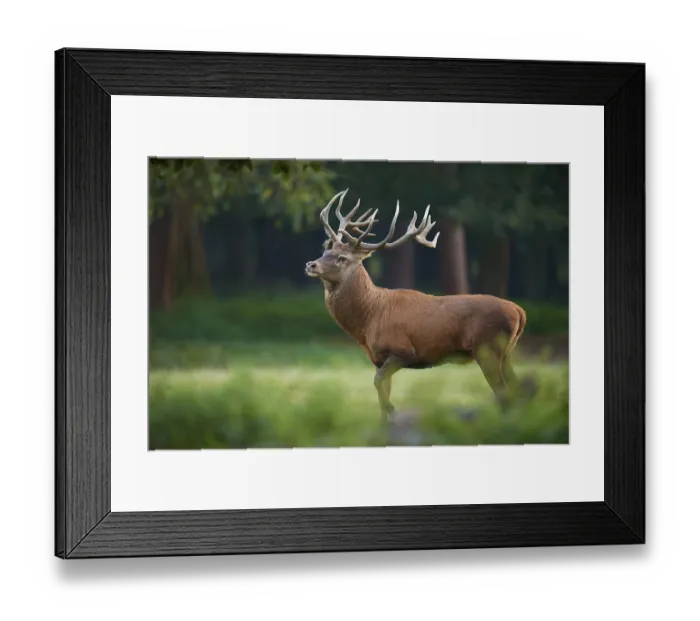 Framed Print : A stately red deer (Cervus elaphus) with antlers in a meadow