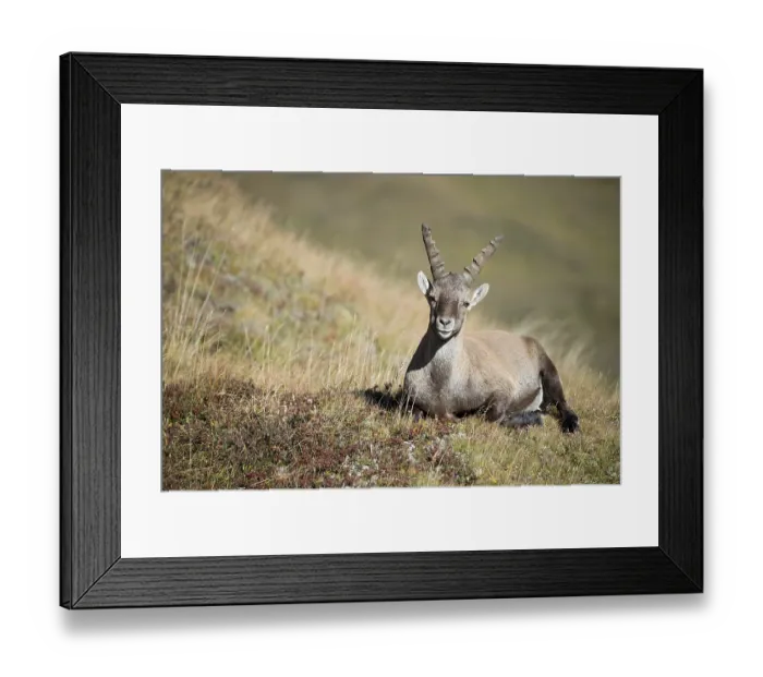 Framed Print : Alpine ibex (Capra ibex) male in the meadow