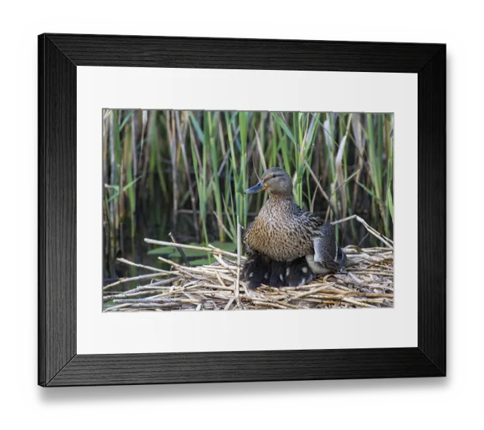 Framed Print : Mallard (Anas platyrhynchos), adult bird warms its chicks in the nest Framed Print : Mallard (Anas platyrhynchos), adult bird warms its chicks in the nest