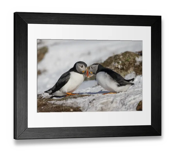 Framed Print : Puffin (Fratercula arctica), beak in greeting