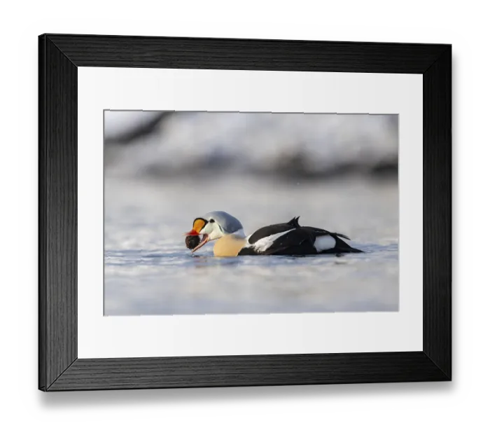 Framed Print : King eider (Somateria spectabilis)