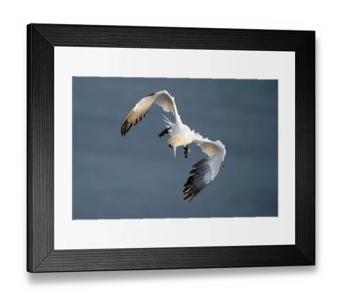 Framed Print : Northern gannet (Sula bassana) in flight