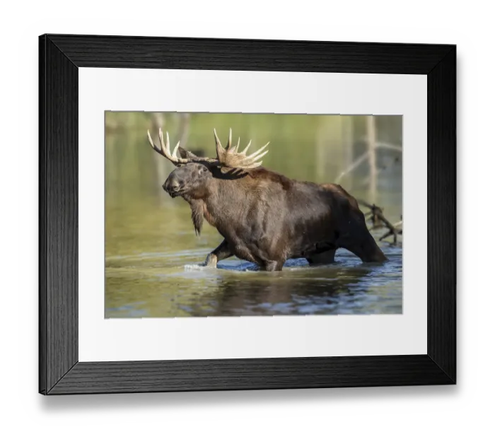 Framed Print : European elk (Alces alces), bull during the rut in a pond