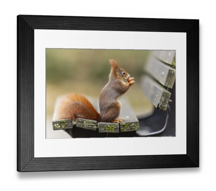 Framed Print : Eurasian red squirrel (Sciurus vulgaris) on a park bench Framed Print : Eurasian red squirrel (Sciurus vulgaris) on a park bench
