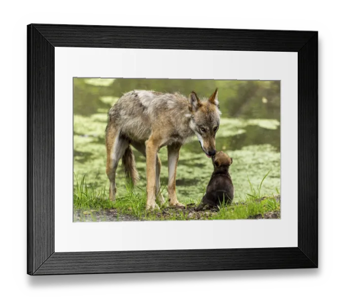 Framed Print : A wolf licks its pup while it is sitting near a body of water Framed Print : A wolf licks its pup while it is sitting near a body of water