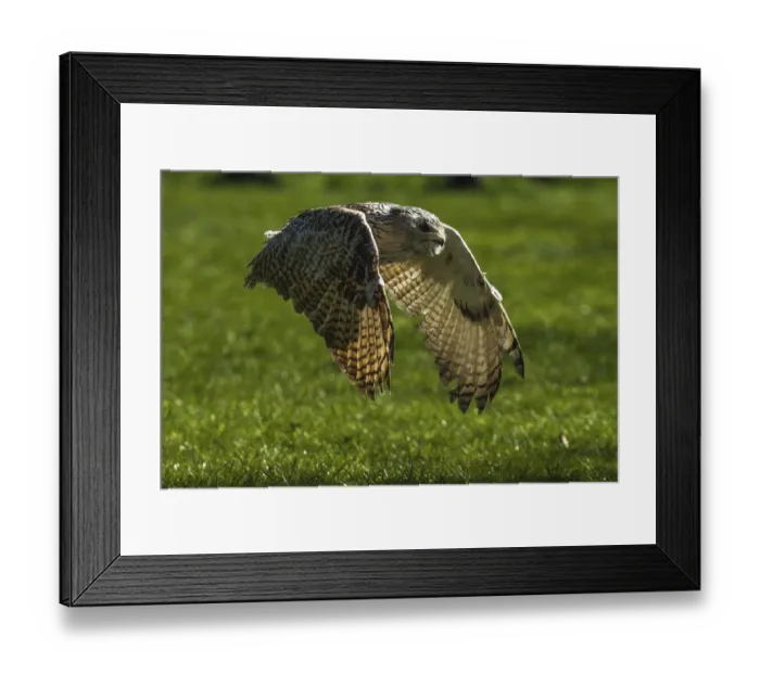 Framed Print : An owl flies close to the ground over a green meadow in daylight Framed Print : An owl flies close to the ground over a green meadow in daylight