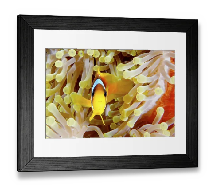 Framed Print : A red sea clownfish (Amphiprion bicinctus) in its splendour anemone (Heteractis magnifica) Framed Print : A red sea clownfish (Amphiprion bicinctus) in its splendour anemone (Heteractis magnifica)
