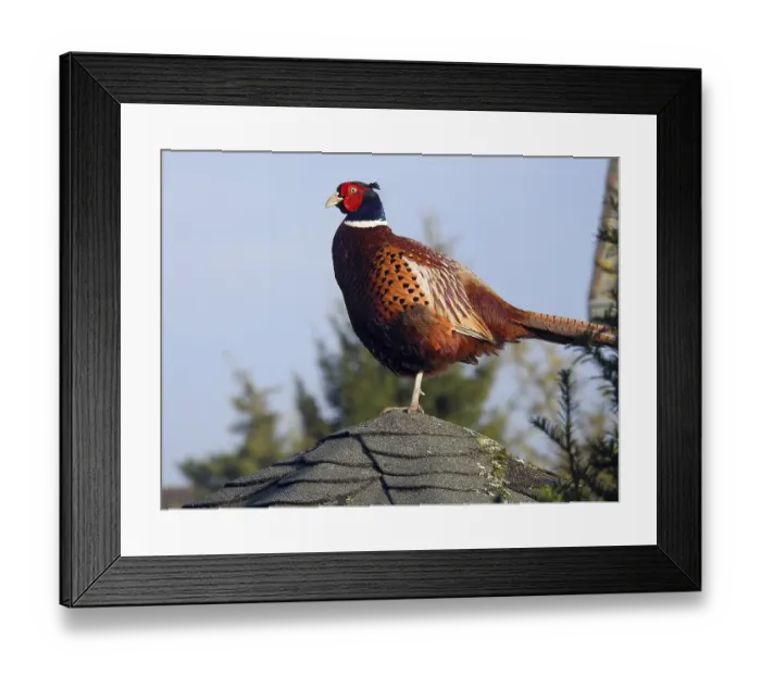 Framed Print : A colourful pheasant stands on a house roof in front of a clear blue sky