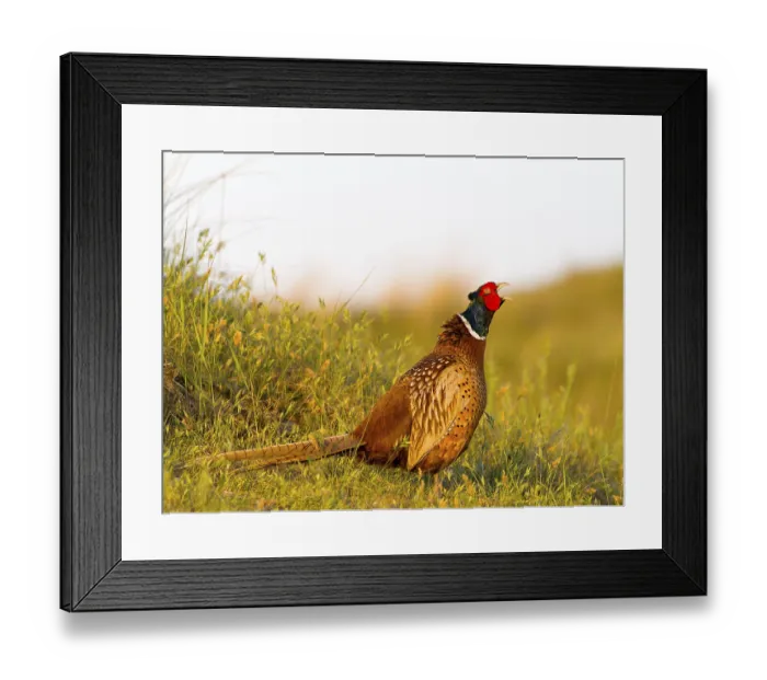 Framed Print : Pheasant (Phasianus colchicus) or hunting pheasant Framed Print : Pheasant (Phasianus colchicus) or hunting pheasant
