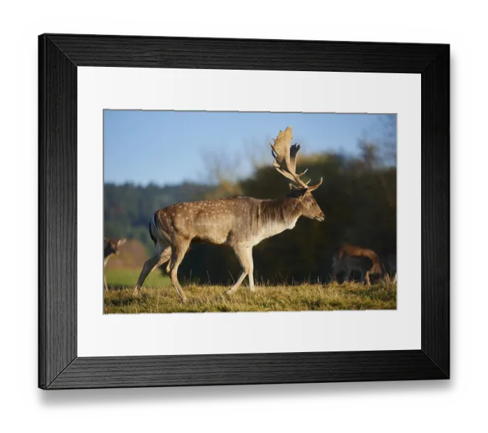 Framed Print : European fallow deer (dama dama) on a meadow in autumn