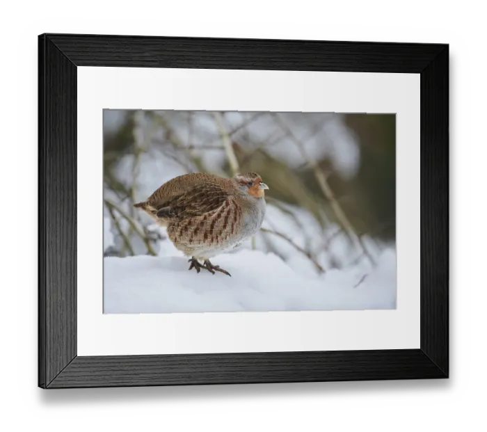 Framed Print : Grey partridge (Perdix perdix) in the snow Framed Print : Grey partridge (Perdix perdix) in the snow