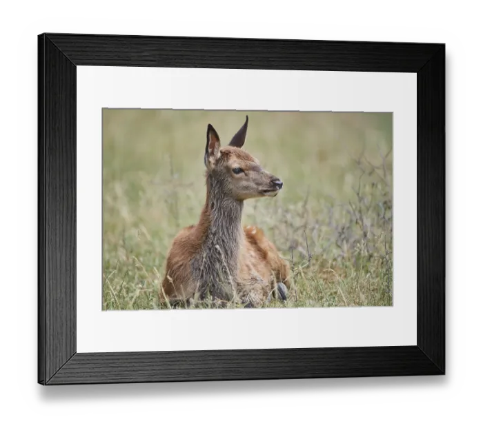 Framed Print : Red deer (Cervus elaphus) youngster lying in the grass Framed Print : Red deer (Cervus elaphus) youngster lying in the grass