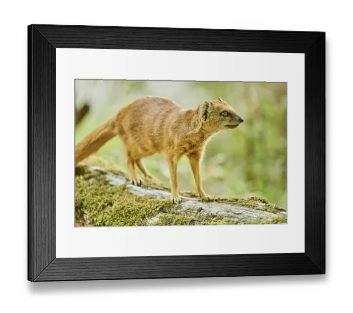 Framed Print : Yellow mongoose (Cynictis penicillata) standing on the ground Framed Print : Yellow mongoose (Cynictis penicillata) standing on the ground