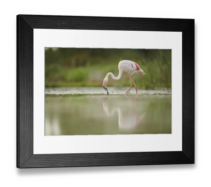 Framed Print : Greater Flamingo (Phoenicopterus roseus) Framed Print : Greater Flamingo (Phoenicopterus roseus)