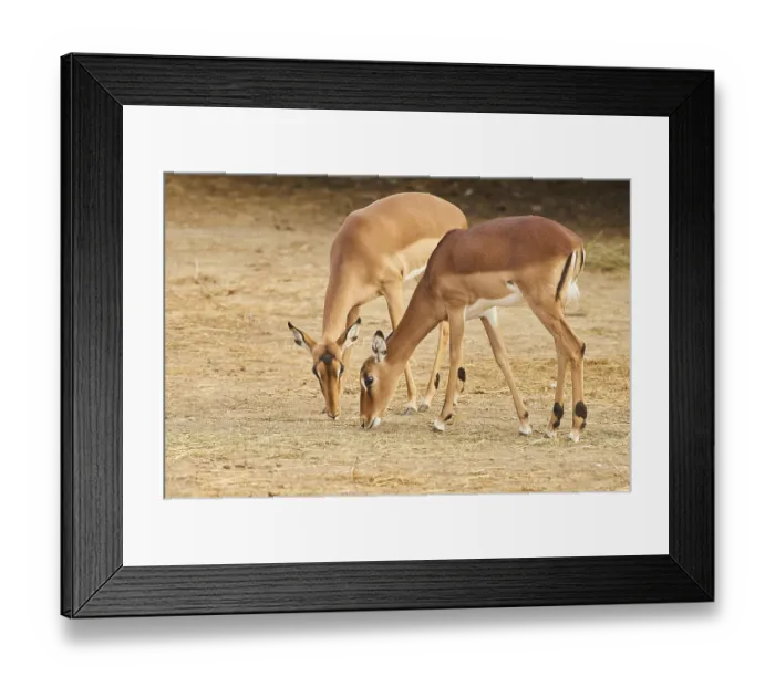 Framed Print : Two Female Impala (Aepyceros melampus) in the dessert