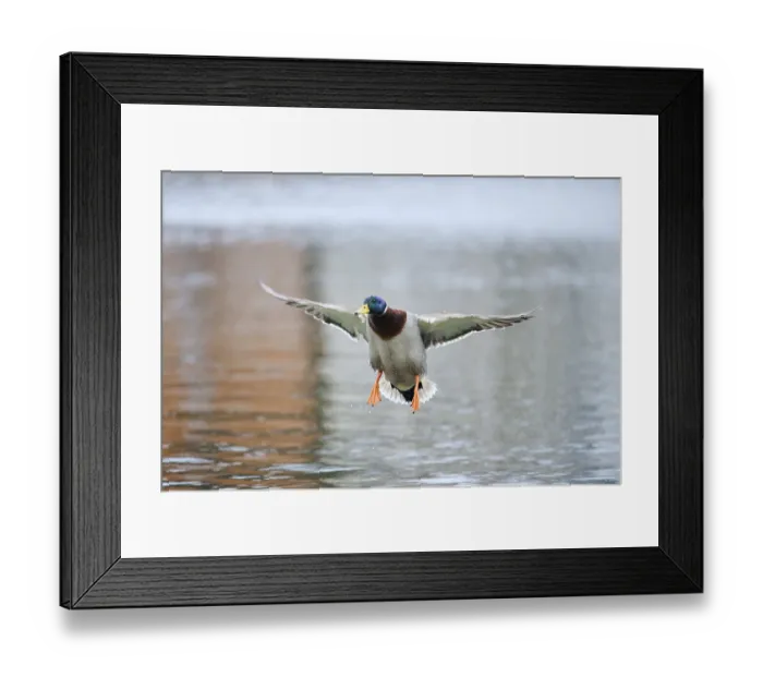 Framed Print : Wild duck (Anas platyrhynchos) male landing in a lake