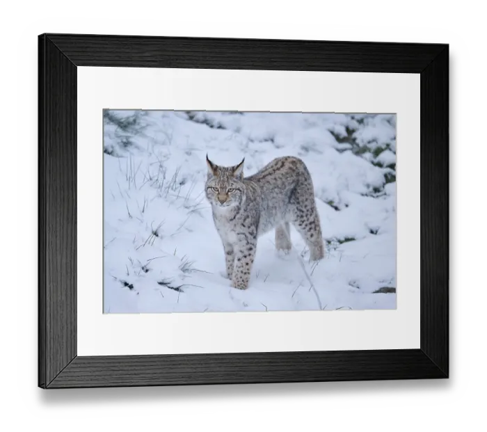 Framed Print : Eurasian lynx (Lynx lynx) running in the snow Framed Print : Eurasian lynx (Lynx lynx) running in the snow